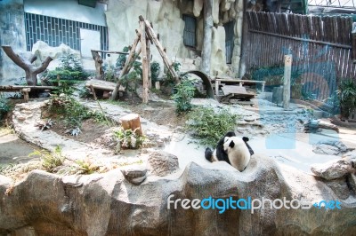 The Chinese Panda Stock Photo