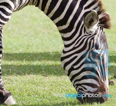 The Close-up Of The Eating Zebra Stock Photo