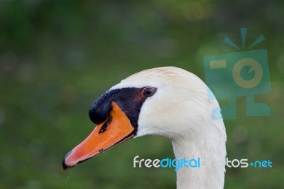 The Close-up Of The Thoughtful Swan Stock Photo