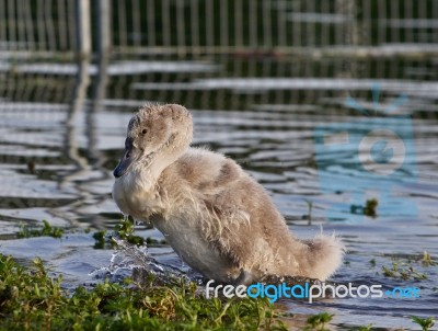 The Close-up Of The Young Mute Swan Stock Photo