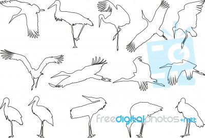 The Contours Of Storks Stock Image