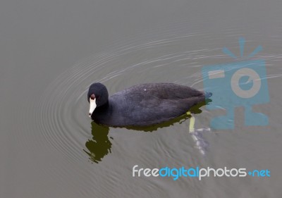 The Coot Is Searching Something Stock Photo