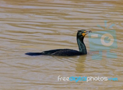 The Cormorant Is Trying To Catch The Fish Stock Photo