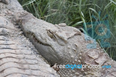 The Crocodile Stock Photo