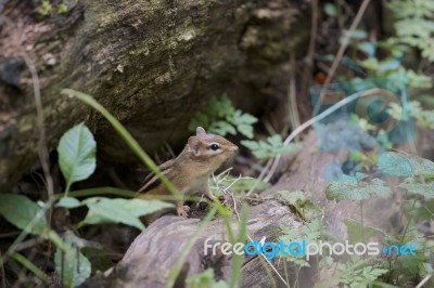 The Curious Cute Little Chipmunk Stock Photo