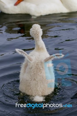 The Cute Young Swan Is Trying To Take Off Stock Photo