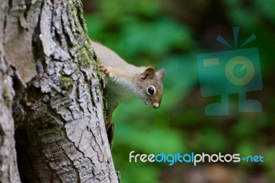 The Cutest Funny Squirrel Is Playing In Hide-and-seek Stock Photo