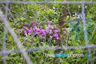 The Cyclamen Blooming In Israel	 Stock Photo