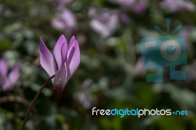 The Cyclamen Blooming In Israel Stock Photo The Cyclamen Blooming In Israel Stock Photo