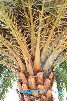 The Date-palm. Palm Plant Stock Photo