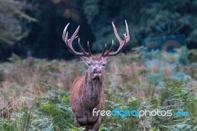 The Deer Of Richmond Park Stock Photo