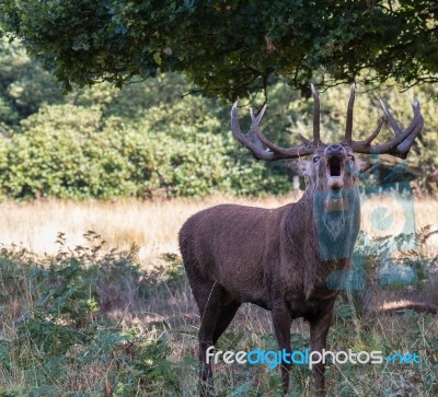 The Deer Of Richmond Park Stock Photo