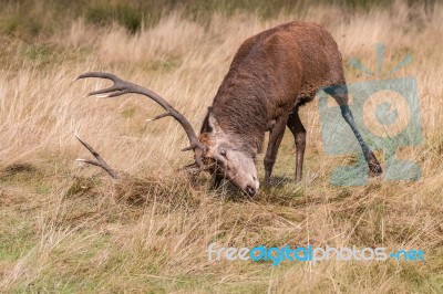 The Deer Of Richmond Park Stock Photo The Deer Of Richmond Park Stock Photo