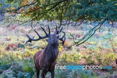 The Deer Of Richmond Park Stock Photo