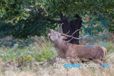 The Deer Of Richmond Park Stock Photo