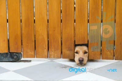 The Dog Was Trapped In The House Stock Photo