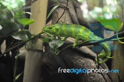 The European Green Lizard Stock Photo