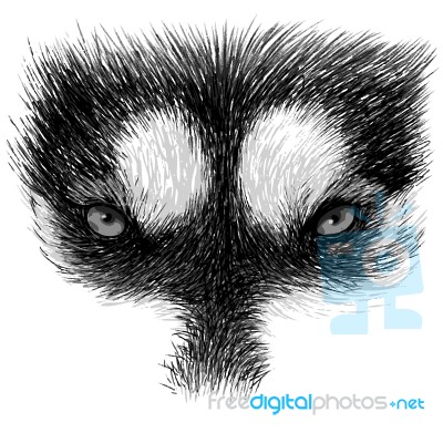 The Eyes Of Siberian Husky Stock Image
