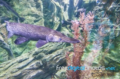 The Fish In The Fish Tank Stock Photo