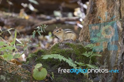 The Funny Cute Little Chipmunk Stock Photo