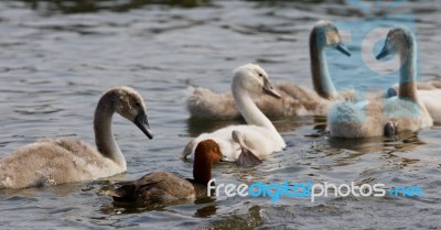 The Funny Redhead Duck And Four Young Swans Stock Photo