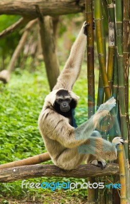 The Gibbon Stock Photo