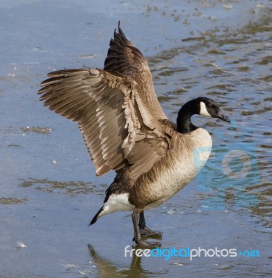 The Goose Close-up Stock Photo