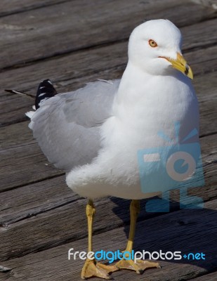 The Gull Stock Photo