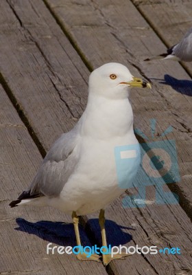 The Gull Is Waiting For Something Stock Photo