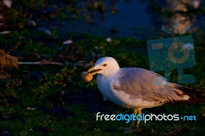 The Gull On The Evening Stock Photo