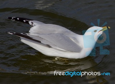 The Gull With The Crazy Sight Is Drinking The Water Stock Photo