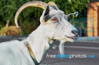 The Head Of A White Goat Stock Photo