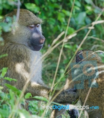 The Helping From The Baboons Stock Photo The Helping From The Baboons Stock Photo