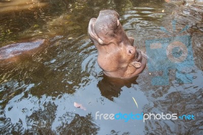 The Hippopotamus In The Pond Stock Photo
