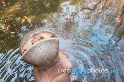 The Hippopotamus In The Pond Stock Photo