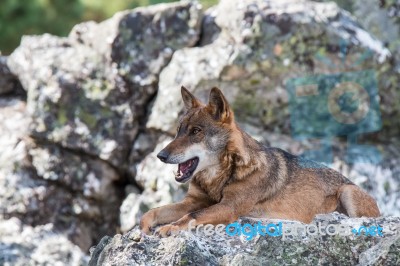 The Iberian Wolf Stock Photo