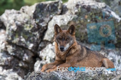 The Iberian Wolf Stock Photo