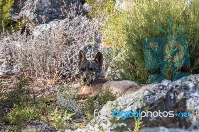 The Iberian Wolf Stock Photo