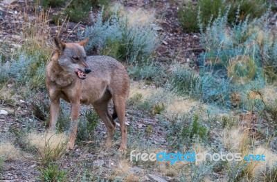 The Iberian Wolf Stock Photo