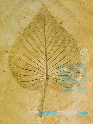 The Imprint Leaf On Cement Floor Background Stock Photo