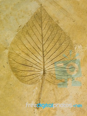 The Imprint Leaf On Cement Floor Background Stock Photo