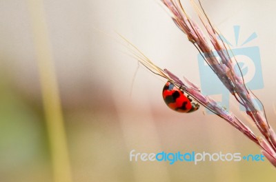 The Ladybug Stock Photo