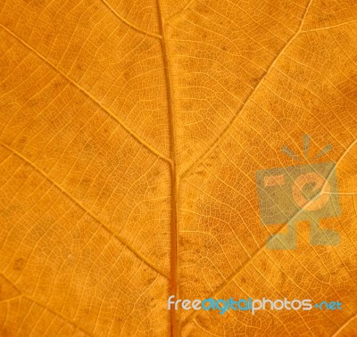 The  Leaf Texture Grunge Style Stock Photo