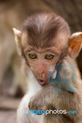 The Monkey Baby Stock Photo