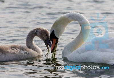 The Mother-swan And Her Son. The Shape Of The Heart Stock Photo