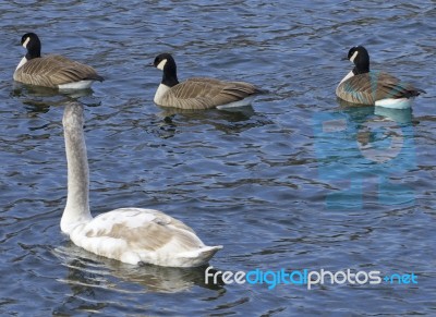The Mute Swan And Three Cackling Geese Stock Photo