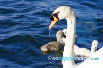 The Mute Swan Seems To Be Tired Stock Photo