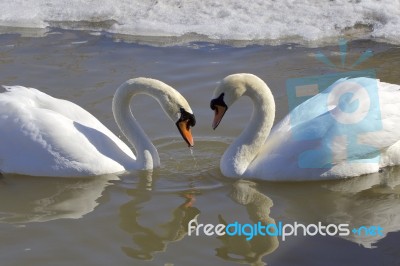 The Mute Swans In Love. The Heart Shape Stock Photo