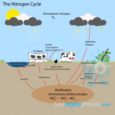 The Nitrogen Cycle Stock Image