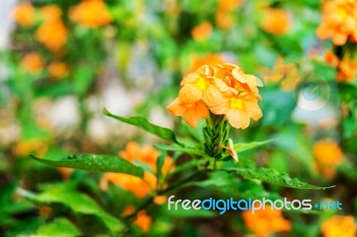 The Orange Flowers Stock Photo